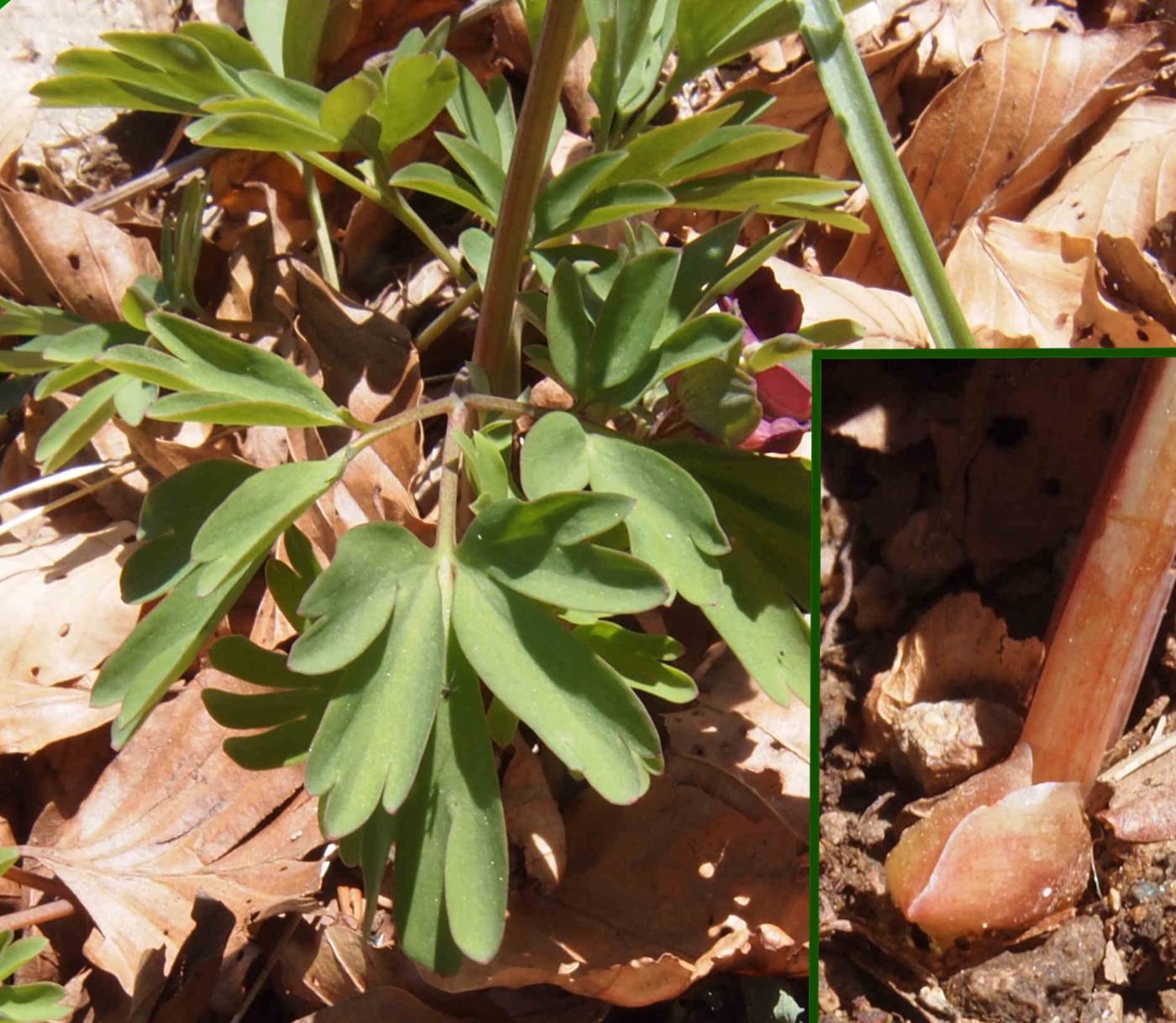 Corydalis, [Intermediate] leaf